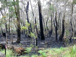 Cleopatra Study Area after fire. Stake 1 at bottom left.